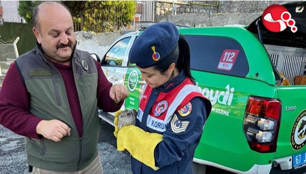 Yaralı atmacaya jandarma şefkati