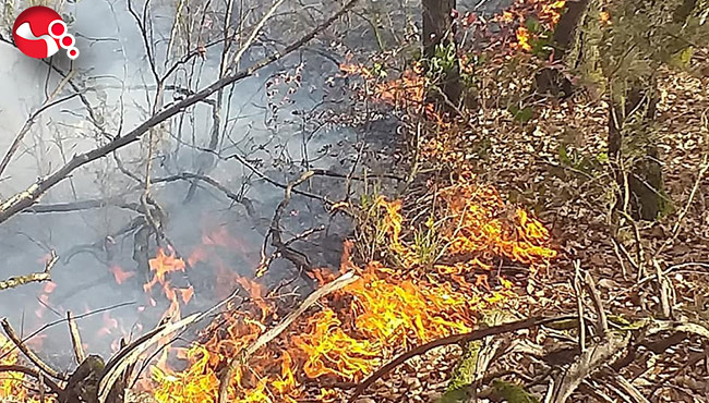 Orman yangını… Ekipler olay yerinde…