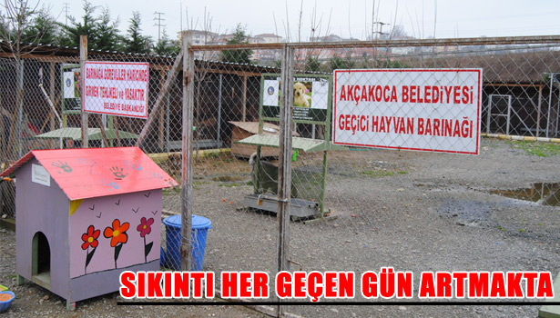 BELEDİYE VETERİNERİ YILMAZ "KESİNLİKLE KÖPEK ÖLDÜRMÜYORUZ"