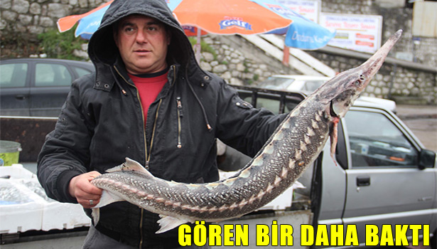 KARADENİZ'DE MERSİN BALIĞI AĞLARA TAKILDI