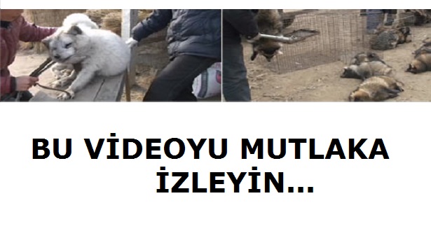 ÇİN'DE HAYVANLARA UYGULANAN ŞİDDETİN GÖRÜNTÜLERİ