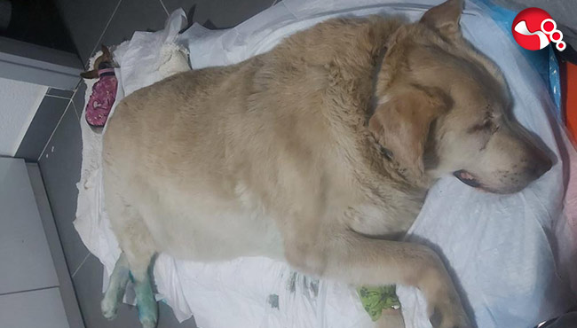 “PAŞA” için destek bekliyorlar…