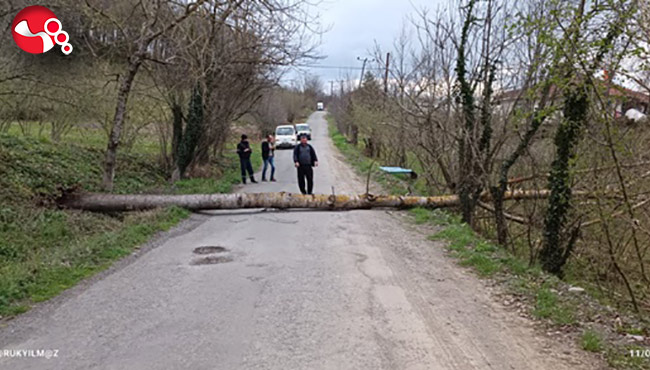 Ağaç yola devrildi!