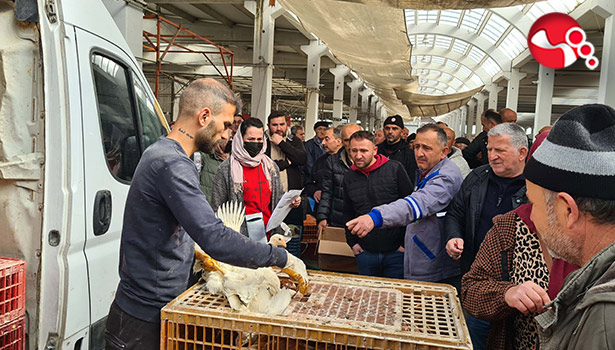 5 bin adet tavuk dağıtıldı