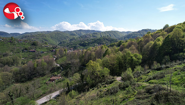 Ormanların güzelliği