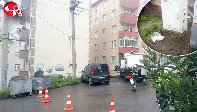 Elektrik direğinde çıkan yangın korkuttu!