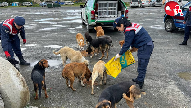 Sokak Hayvanlarını unutmadılar