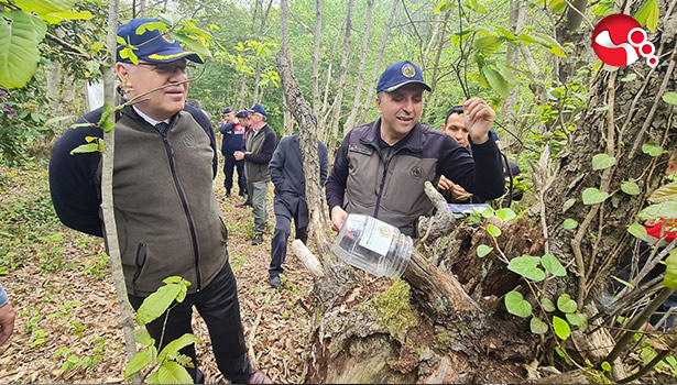 Gal arısıyla mücadele için...