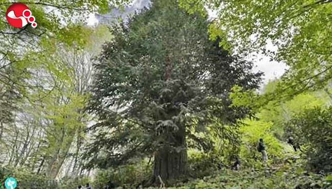 Dünyanın en yaşlı porsuk ağacı da tehlike altında