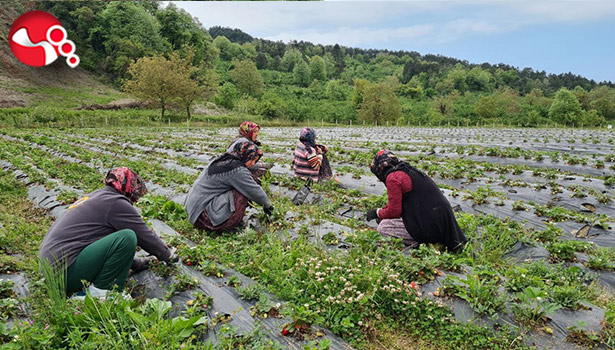 Osmanlı Çileği üreticileri gün sayıyor