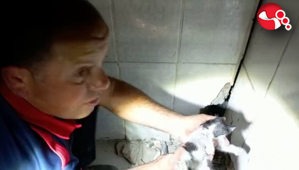 Kedi Kurtarma Operasyonu