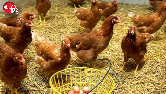 1500 adet yumurta tavuğu dağıtılacak…