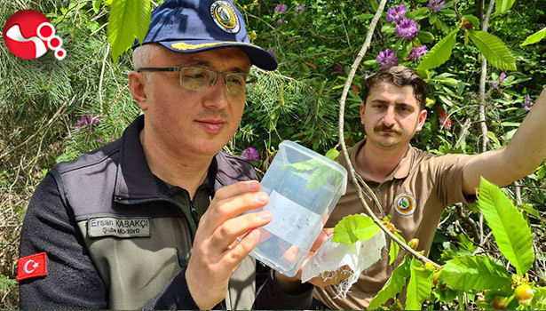 'Katil Arı' alarmı