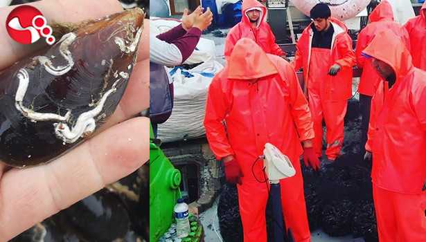 Türkiye'ye midye sevkiyatı buradan yapılıyor