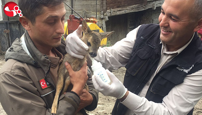 Yavru karaca koruma altına alındı