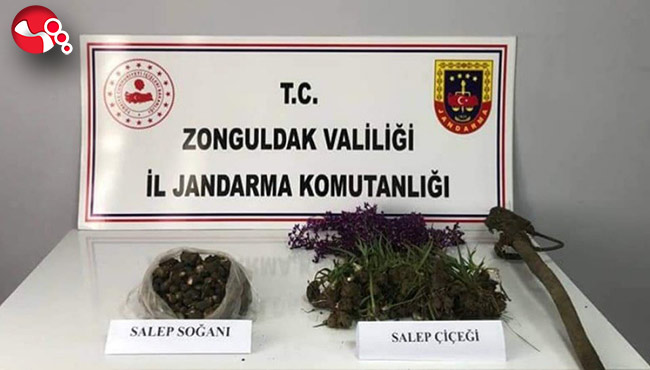 Yasaklı bitkiyi toplayanlara 2 milyon lira ceza