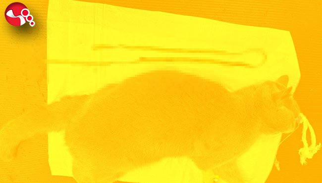 1,5 metrelik kurdele yuttu!