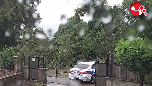 Tarihi çınar ağacı sulara dayanmadı