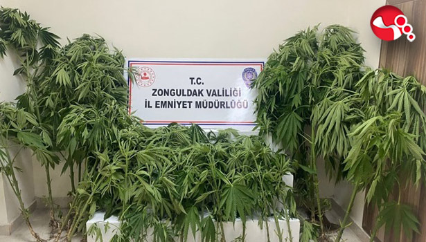 Kenevir Operasyonu!..