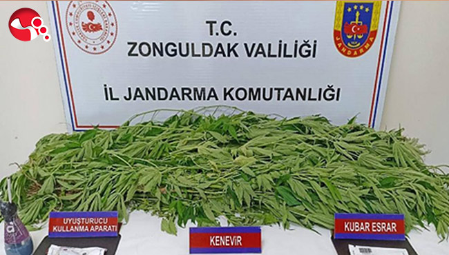 Kenevir ve Uyuşturucu Operasyonu!..