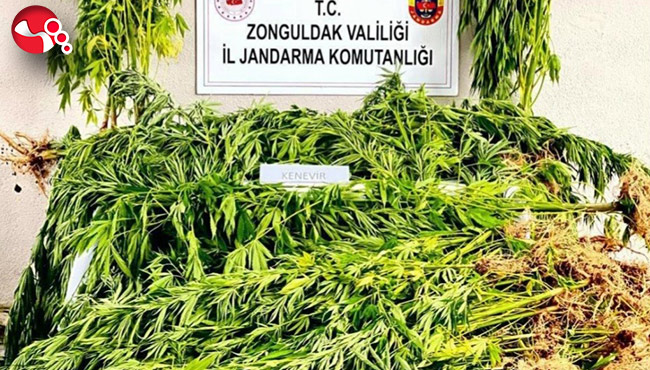 228 kök kenevir ele geçirildi…