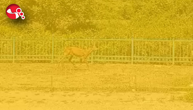 Köyde bir karaca!..