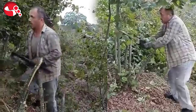 "Fındık para etmiyor" diyen çiftçi ağaçlarını kesti