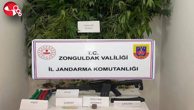 Kenevir ve marihuana bitkisi ele geçirildi…