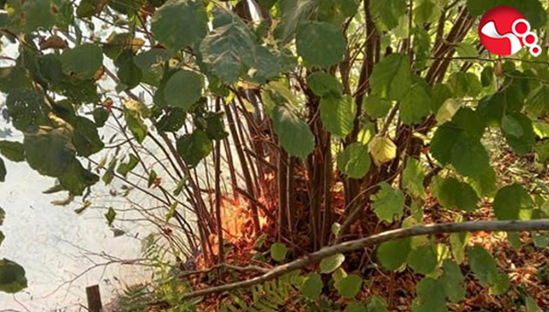 Fındık tarlasında yangın!..