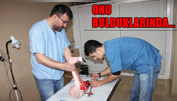 AYAĞINDA PARÇALI KIRIK OLAN FLAMİNGO, BURSA'DA TEDAVİ EDİLECEK