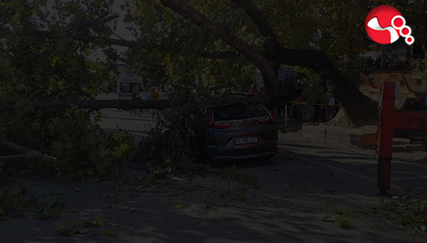Asırlık ağaç devrildi!!!
