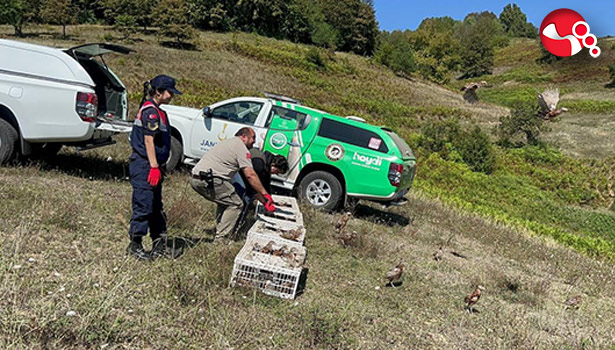 Sülünler doğaya salındı