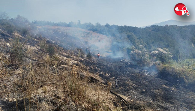 Fındık bahçesinde yangın