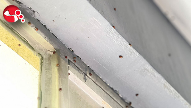 Uğur böcekleri basmıştı: İşte ilk açıklama...