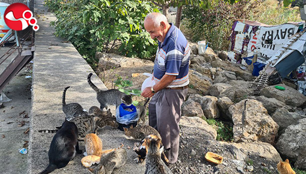 Emekli maaşıyla kedilere bakıyor