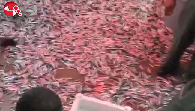 1500 kasa hamsi mezatla satıldı…