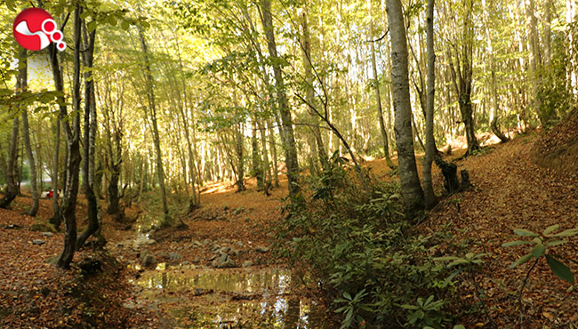 Ormanlarda sonbahar güzelliği