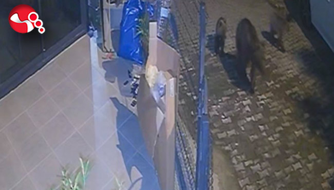 Ayılar köye inerse...