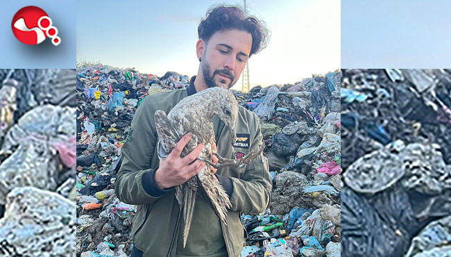 Martıya yardım elini uzattı