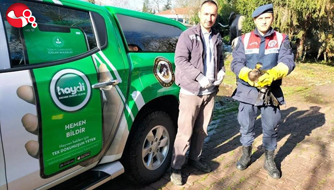 Yaralı kuşun imdadına jandarma yetişti