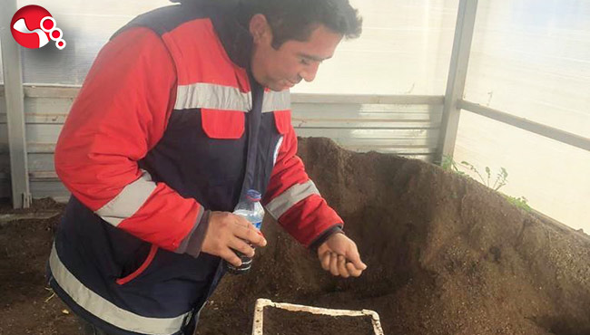 Tohumları ekildi, baharda halka dağıtılacak…