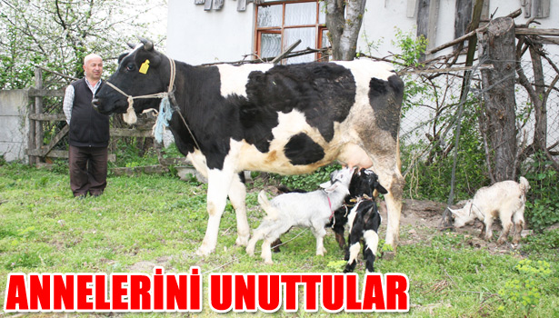 İNEK, OĞLAKLARA ANNELİK YAPIYOR