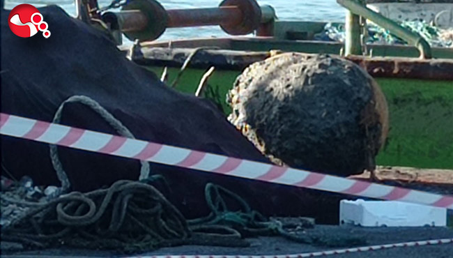 Balıkçıların ağına takıldı!