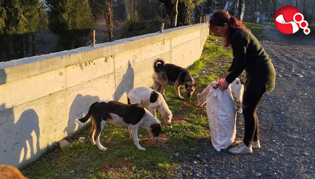 Küçük dostlarımız için kampanya başlattılar!...