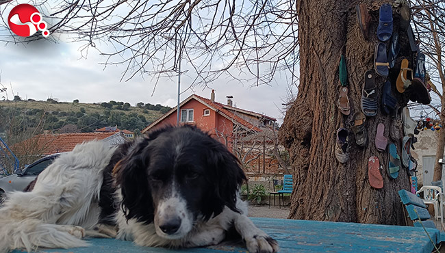 Ayakkabısı kaybolan bu ağaca koşuyor