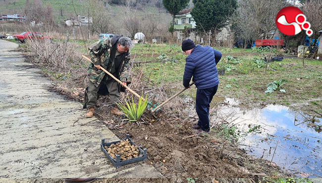 Kışın vazgeçilmezinde hasad başladı
