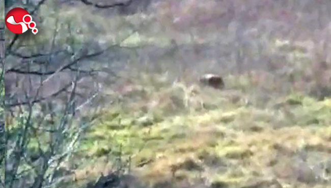 Ayı aç kalınca...