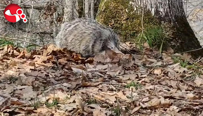 Nesli tükenmek üzere:Kameralara yakalandı!..