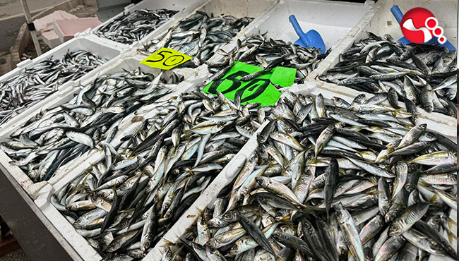 İstavrite yoğun ilgi