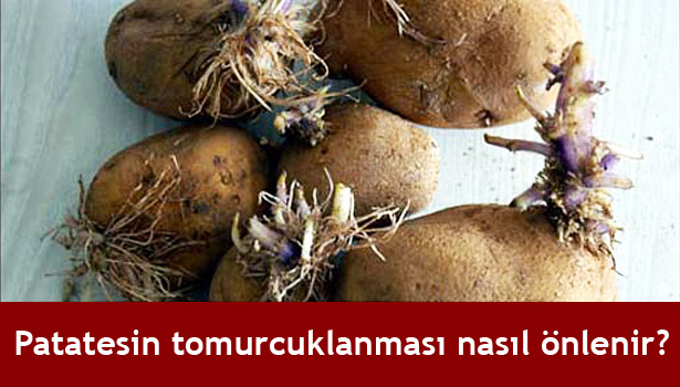 PATATESİ SAKLAMA YÖNTEMİ